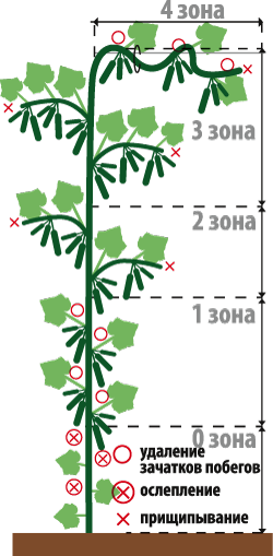 20.V-10.VI,    2-3  - 