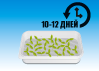 12 дней