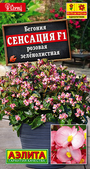 Бегония Сенсация F1 розовая зеленолистная Бегония Сенсация F1 розовая зеленолистная