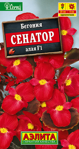 Бегония вечноцветущая Сенатор алая F1 Бегония вечноцветущая Сенатор алая F1