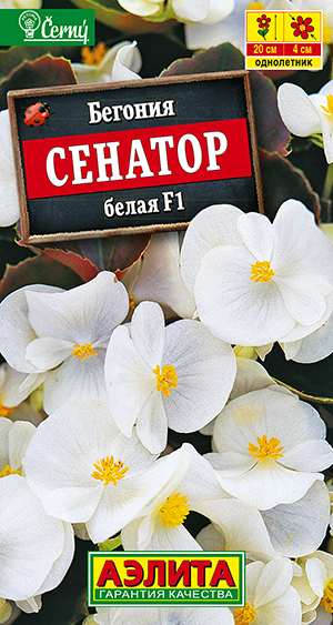 Бегония вечноцветущая Сенатор белая F1 Бегония вечноцветущая Сенатор белая F1