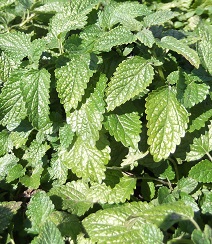 Мелисса лекарственная Мелисса лекарственная