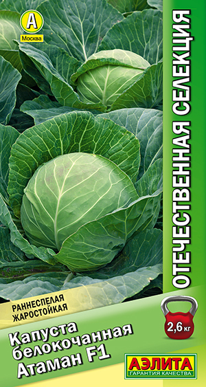 Капуста б/к Атаман F1 Капуста б/к Атаман F1