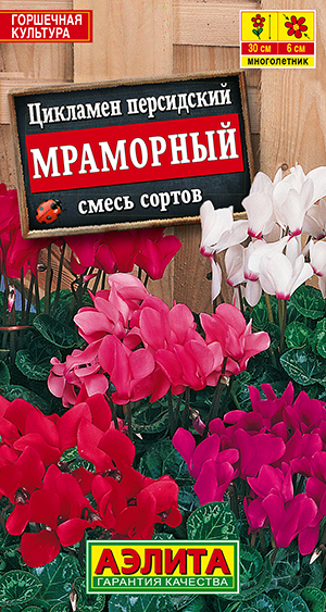 Цикламен персидский Мраморный, смесь сортов Цикламен персидский Мраморный, смесь сортов