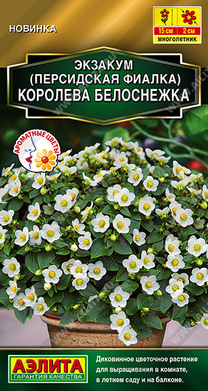 Экзакум (Персидская фиалка) Королева белоснежка - фото Экзакум (Персидская фиалка) Королева белоснежка - фото