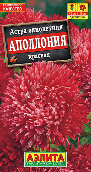 Астра Аполлония красная - фото Астра Аполлония красная - фото