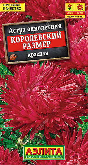 Астра Королевский размер красная - фото Астра Королевский размер красная - фото