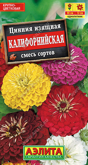 Цинния Калифорнийская, смесь сортов - фото Цинния Калифорнийская, смесь сортов - фото