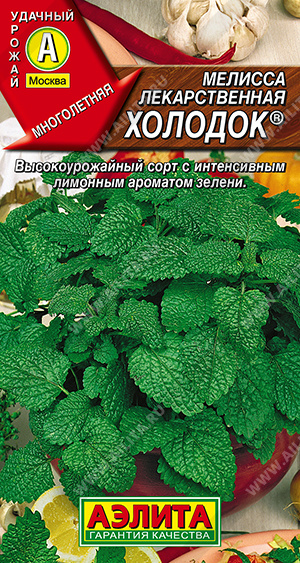 Мелисса лекарственная Холодок ® - фото Мелисса лекарственная Холодок ® - фото