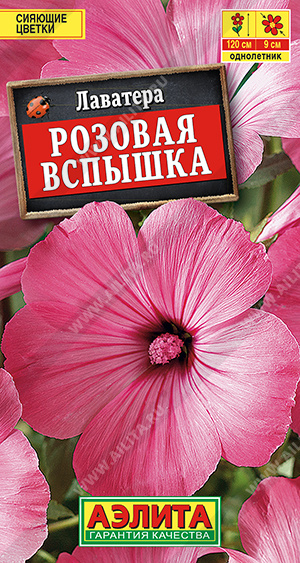 Лаватера Розовая вспышка - фото Лаватера Розовая вспышка - фото