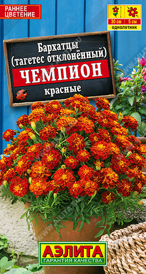 Бархатцы Чемпион красные отклоненные - фото Бархатцы Чемпион красные отклоненные - фото