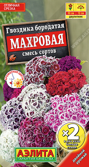 Гвоздика турецкая махровая, смесь сортов - фото Гвоздика турецкая махровая, смесь сортов - фото