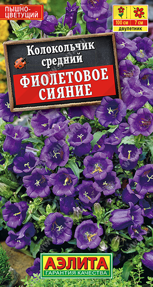 Колокольчик Фиолетовое сияние - фото Колокольчик Фиолетовое сияние - фото