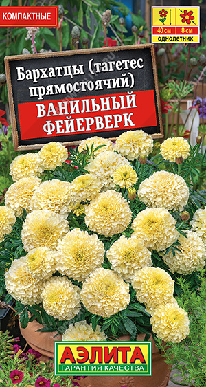Бархатцы Ванильный фейерверк - фото Бархатцы Ванильный фейерверк - фото