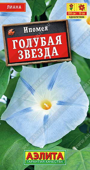Ипомея Голубая звезда - фото Ипомея Голубая звезда - фото