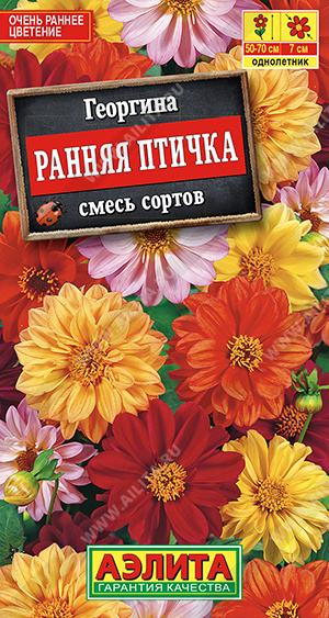 Георгина махровая Ранняя птичка, смесь сортов - фото Георгина махровая Ранняя птичка, смесь сортов - фото