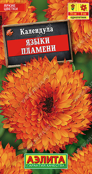 Календула Языки пламени - фото Календула Языки пламени - фото