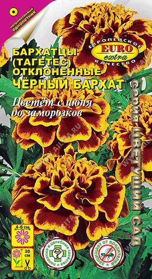 Бархатцы Черный бархат отклоненные - фото Бархатцы Черный бархат отклоненные - фото
