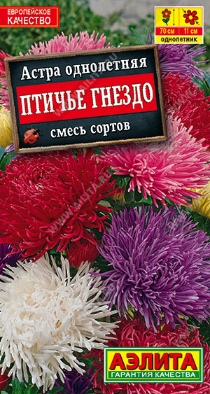 Астра Птичье гнездо, смесь сортов - фото Астра Птичье гнездо, смесь сортов - фото