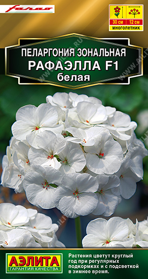 Пеларгония Рафаэлла F1 белая - фото Пеларгония Рафаэлла F1 белая - фото