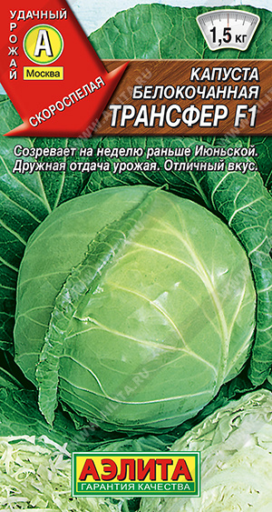 Капуста б/к Трансфер F1 - фото Капуста б/к Трансфер F1 - фото