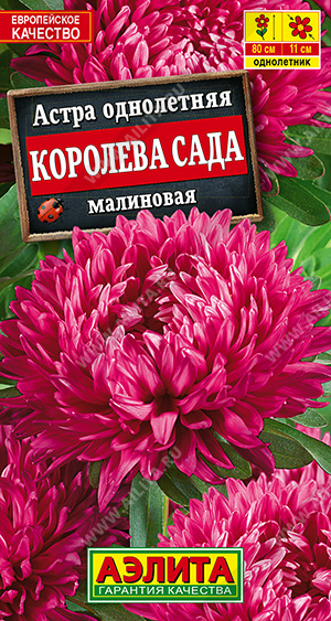 Астра Королева сада малиновая - фото Астра Королева сада малиновая - фото