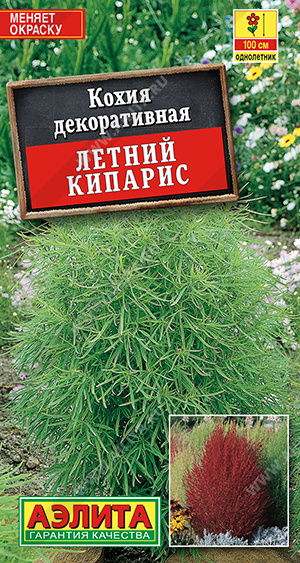 Кохия Летний кипарис - фото Кохия Летний кипарис - фото