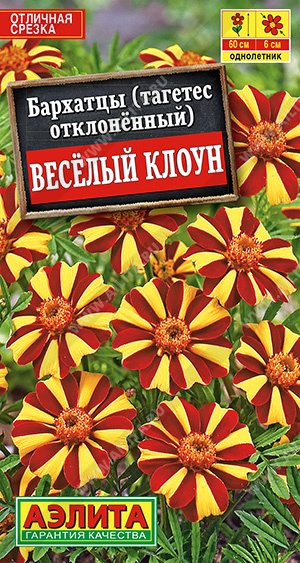 Бархатцы Веcелый клоун отклоненные - фото Бархатцы Веcелый клоун отклоненные - фото