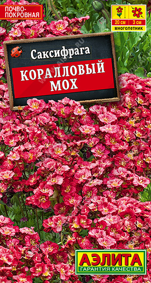 Саксифрага Коралловый мох - фото Саксифрага Коралловый мох - фото