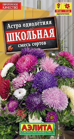 Астра Школьная, смесь сортов - фото Астра Школьная, смесь сортов - фото