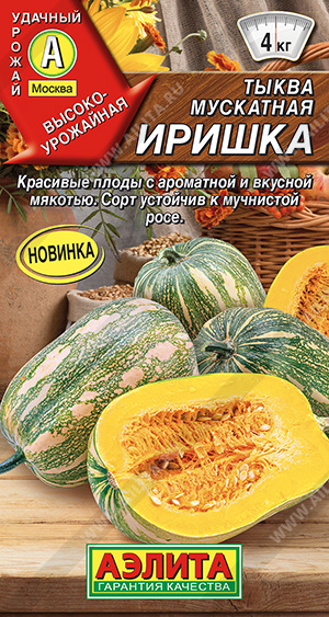 Тыква мускатная Иришка - фото Тыква мускатная Иришка - фото