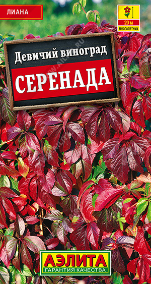 Девичий виноград Серенада - фото Девичий виноград Серенада - фото