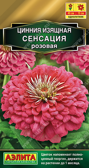 Цинния Сенсация розовая - фото Цинния Сенсация розовая - фото