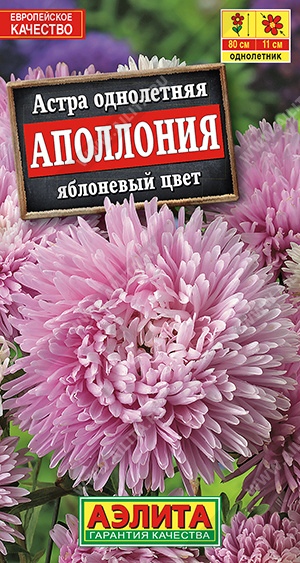 Астра Аполлония яблоневый цвет - фото Астра Аполлония яблоневый цвет - фото
