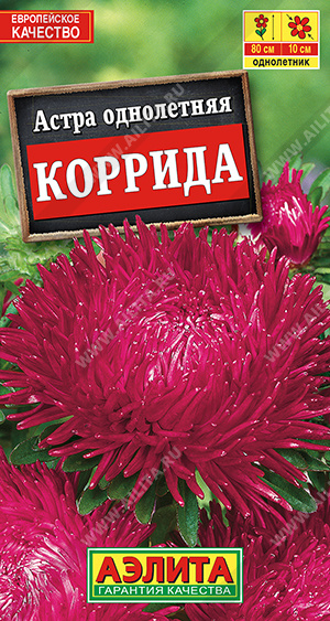 Астра Коррида коготковая - фото Астра Коррида коготковая - фото