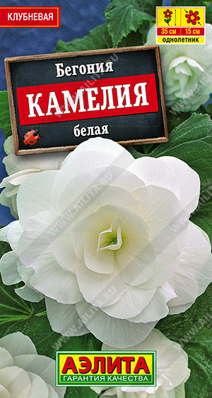 Бегония крупноцветковая Камелия белая - фото Бегония крупноцветковая Камелия белая - фото