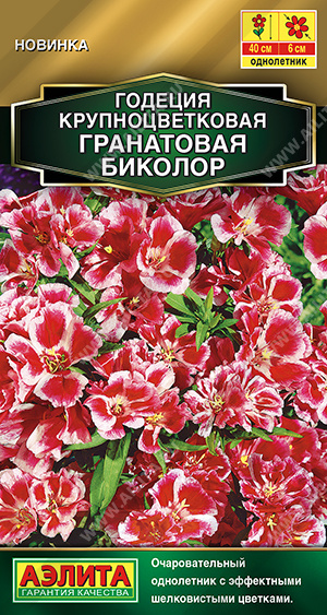 Годеция Гранатовая Биколор махровая - фото Годеция Гранатовая Биколор махровая - фото