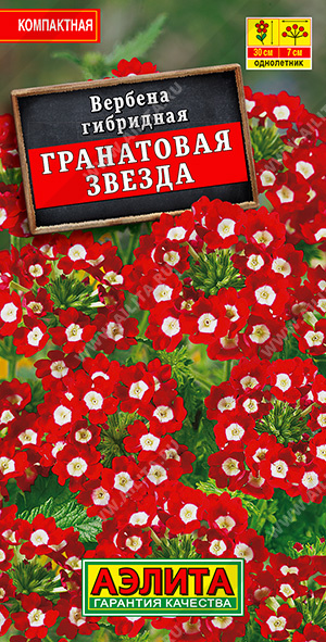 Вербена Гранатовая звезда - фото Вербена Гранатовая звезда - фото