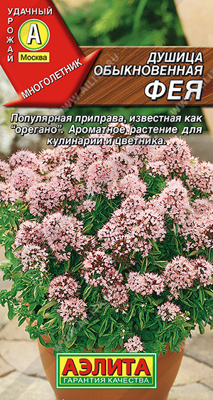 Душица обыкновенная Фея - фото Душица обыкновенная Фея - фото