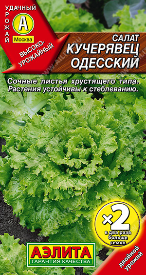 Салат Кучерявец Одесский полукочанный - фото Салат Кучерявец Одесский полукочанный - фото