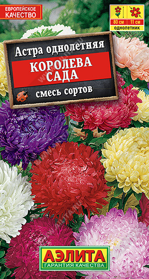 Астра Королева сада, смесь сортов - фото Астра Королева сада, смесь сортов - фото