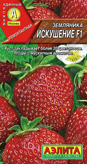 Земляника ремонтантная крупноплодная Искушение F1 - фото Земляника ремонтантная крупноплодная Искушение F1 - фото