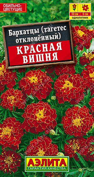 Бархатцы Красная вишня отклоненные - фото Бархатцы Красная вишня отклоненные - фото