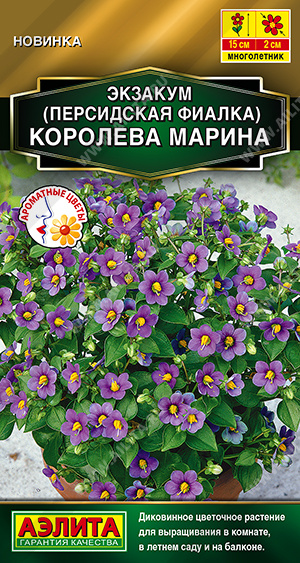 Экзакум (Персидская фиалка) Королева марина - фото Экзакум (Персидская фиалка) Королева марина - фото