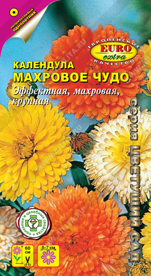 Календула Махровое чудо - фото Календула Махровое чудо - фото