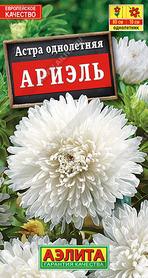 Астра Ариэль - фото Астра Ариэль - фото