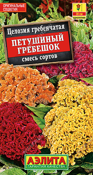 Целозия гребенчатая Петушиный гребешок, смесь сортов - фото Целозия гребенчатая Петушиный гребешок, смесь сортов - фото