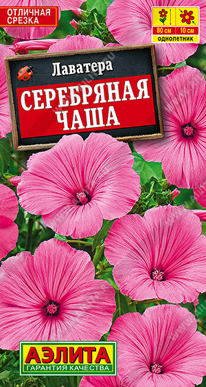 Лаватера Серебряная чаша - фото Лаватера Серебряная чаша - фото