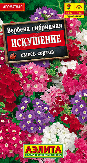 Вербена Искушение, смесь сортов - фото Вербена Искушение, смесь сортов - фото