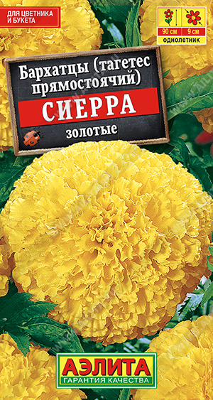 Бархатцы Сиерра золотые - фото Бархатцы Сиерра золотые - фото